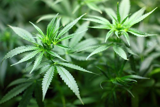 Photo of Cannabis plant.